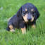 Statue chiot teckel