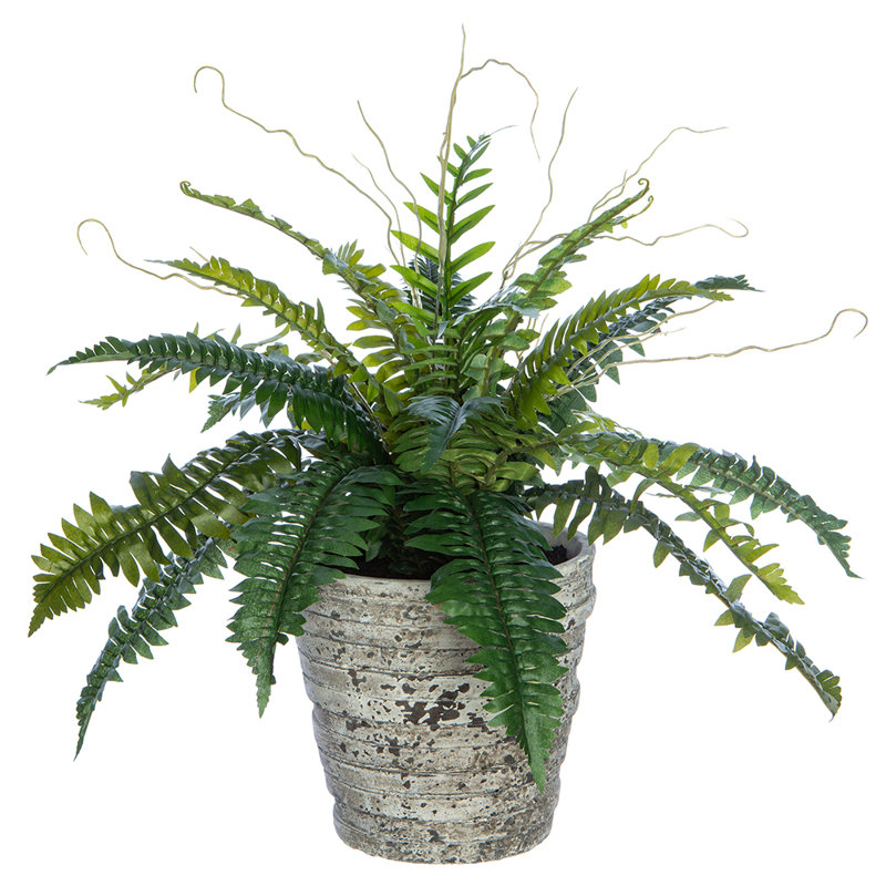19 INCH BOSTON FERN IN CEMENT POT