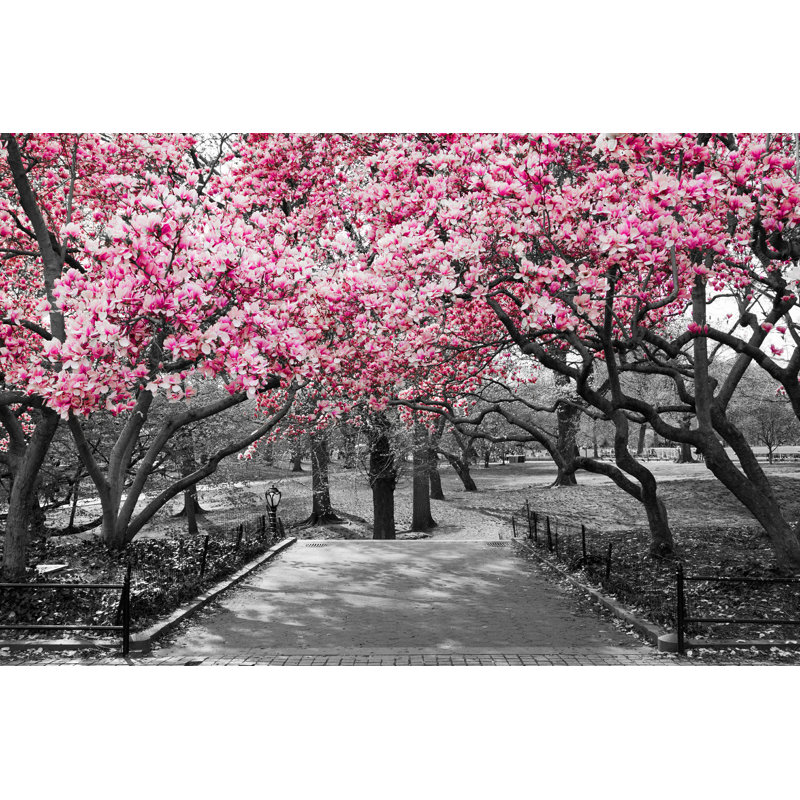 «Pink Blossoms» par Deberarr - Photographie sur toile tendue, H 32 po x l 48 po