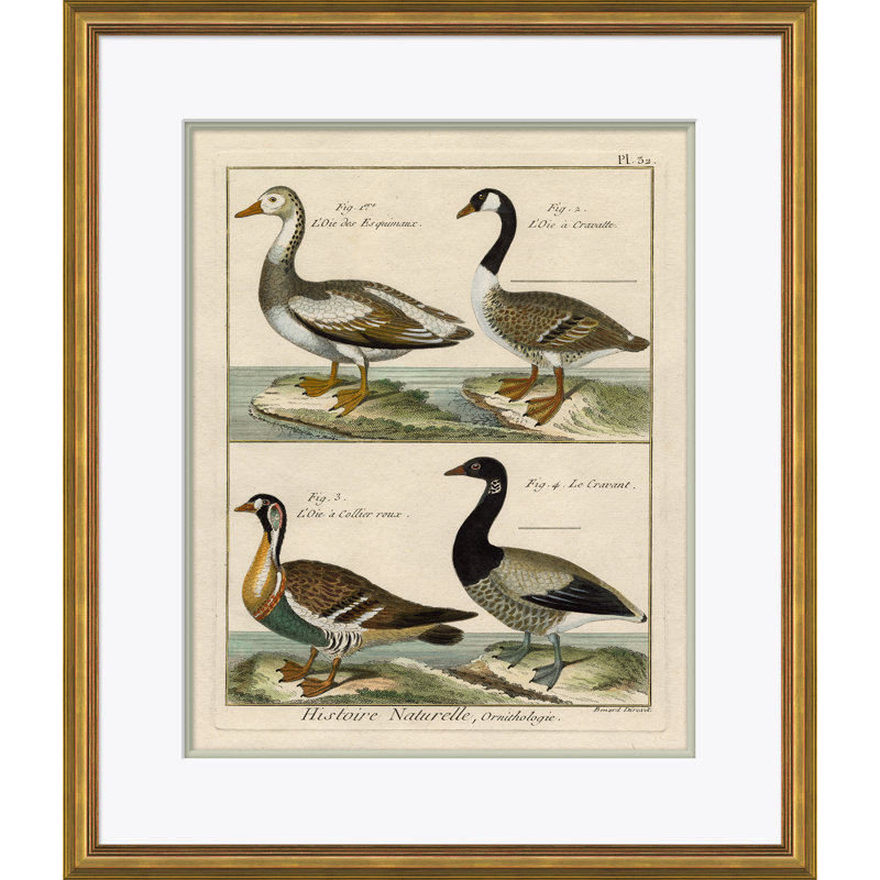 «18ème siècle Parakeet Engravings» - Impression de cadre photo sur papier