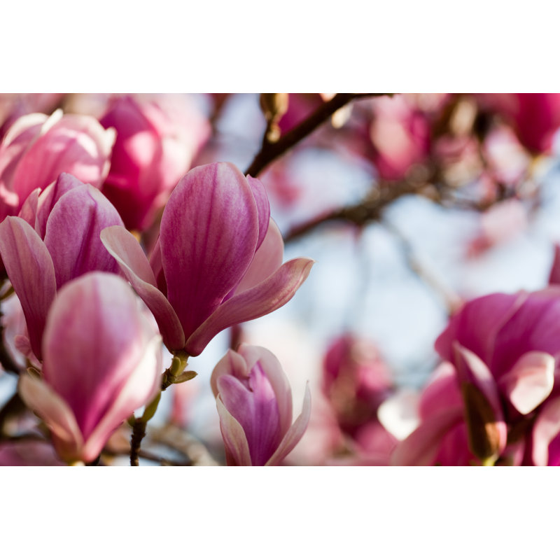 Magnolia par Esolla, H 12 po x l 18 po