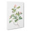Wild Pink Roses by Pierre-Joseph Redoute - Wrapped Canvas-55305429
