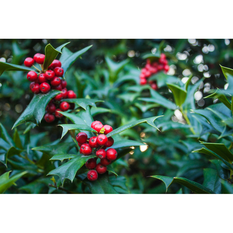 Holly Leaves And Red Berries Bush, Nature View In A Park - Wrapped Canvas Print, 20cm H x 30cm W