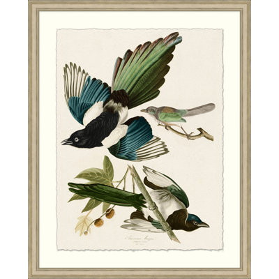 American Magpie Print by John James Audubon