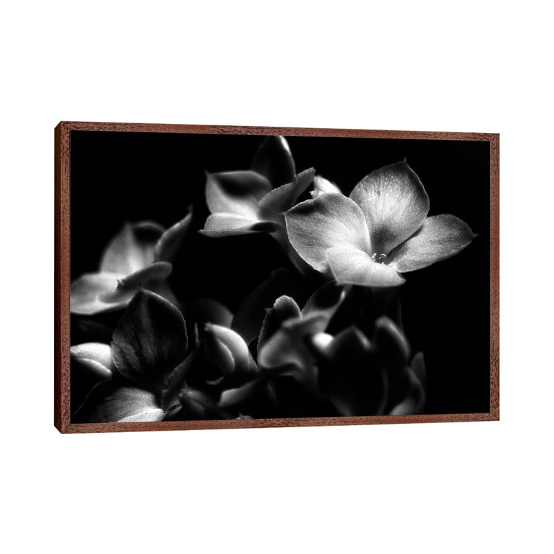 Orchid by Glauco Meneghelli - Print on Canvas, Brown Framed, 45.72cm H x 66.04cm W x 3.81cm D