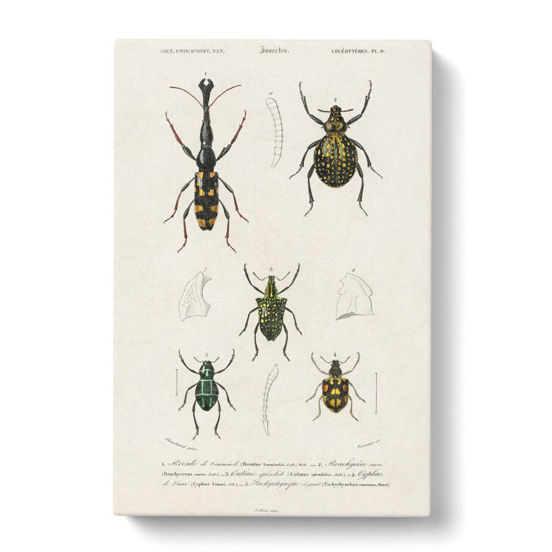 Beetle Illustrations PL. 9 by Charles D' Orbigny - Wrapped Canvas Painting, 60cm H x 40cm W x 3cm D