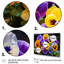 «Purple Pansies Vibrant Pansies», reproduction d'art sur toile encadrée-1823712352-1823712378