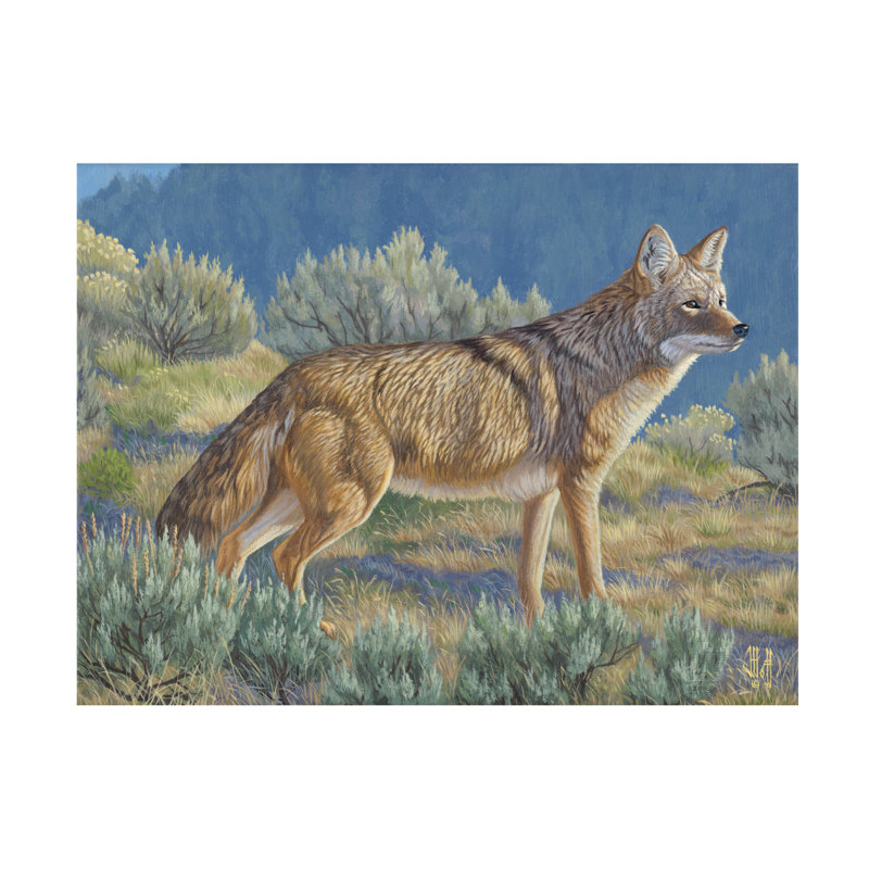 «Jeff Hoff Yellowstone Coyote», art sur toile, H 35 po x l 47 po
