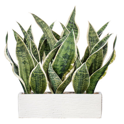 Plante artificielle serpent vert 15 po Primrue en pot de ciment rectangulaire blanc 12 po x 4,1 po x 3,6 po.
