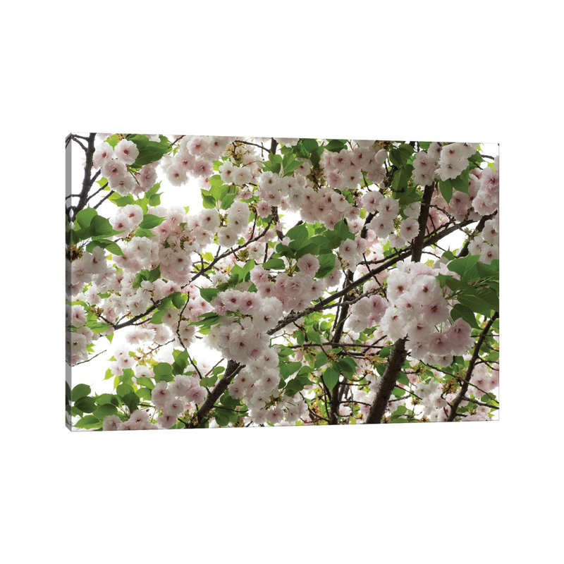 Close-Up Of Cherry Blossom Flowers, Harajuku, Meiji Shrine, Tokyo, Japan by Panoramic Images - Wrapped Canvas Print