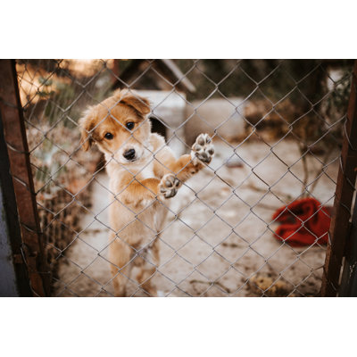 Puppy Behind Wire by Bojanstory