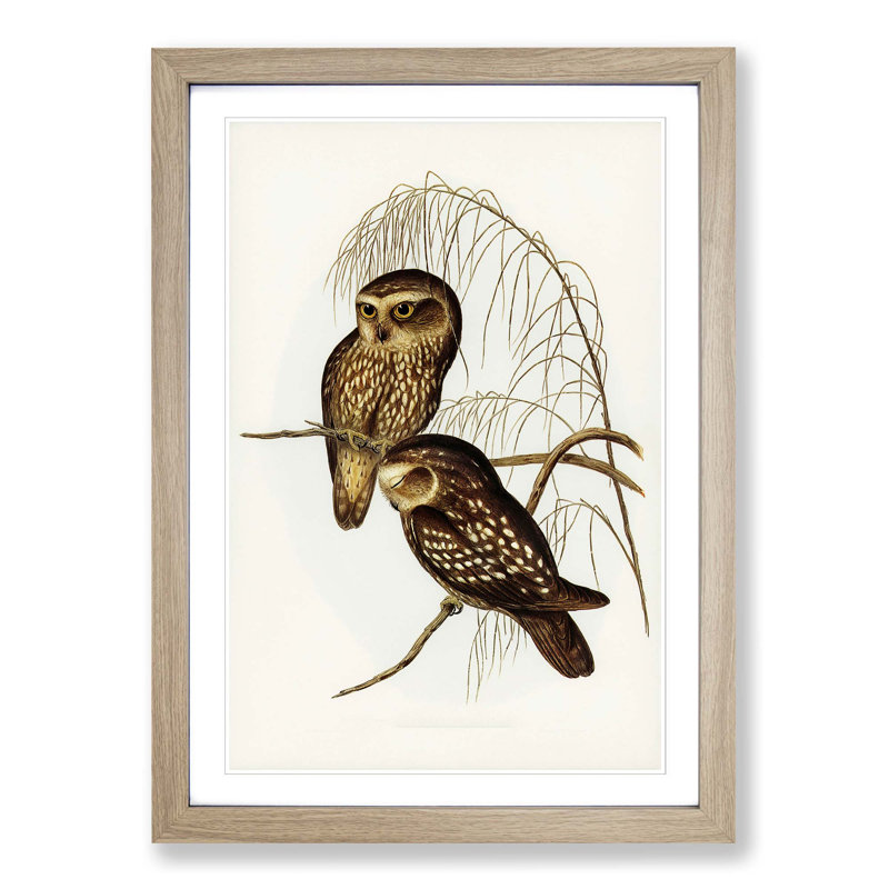 Spotted Owls by Elizabeth Gould - Picture Frame Painting Print, Oak Framed, 48cm H x 36cm W x 2cm D