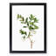 White Honeysuckle Flowers by Pierre-Joseph Redoute - Picture Frame Art Prints-55612711-55612713