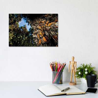 Millions Of Monarch Butterflies Roost On The Sierra Chincua Near Angangueo, Mexico I by Joel Sartore - Wrapped Canvas Gallery-Wrapped Canvas Giclée