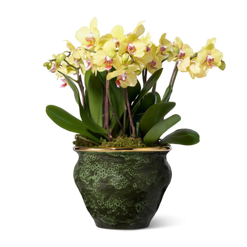 Volcanic Vases Ceramic Planter