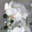 Plant-88685039-88685040