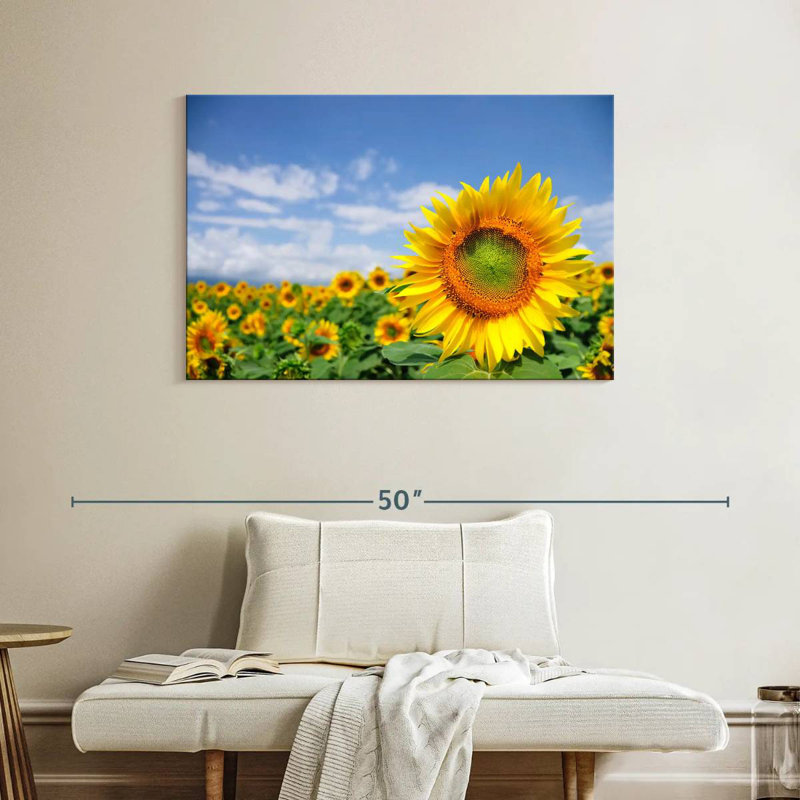 Champ de tournesols Harnek Akeno, H 26 po x l 39 po