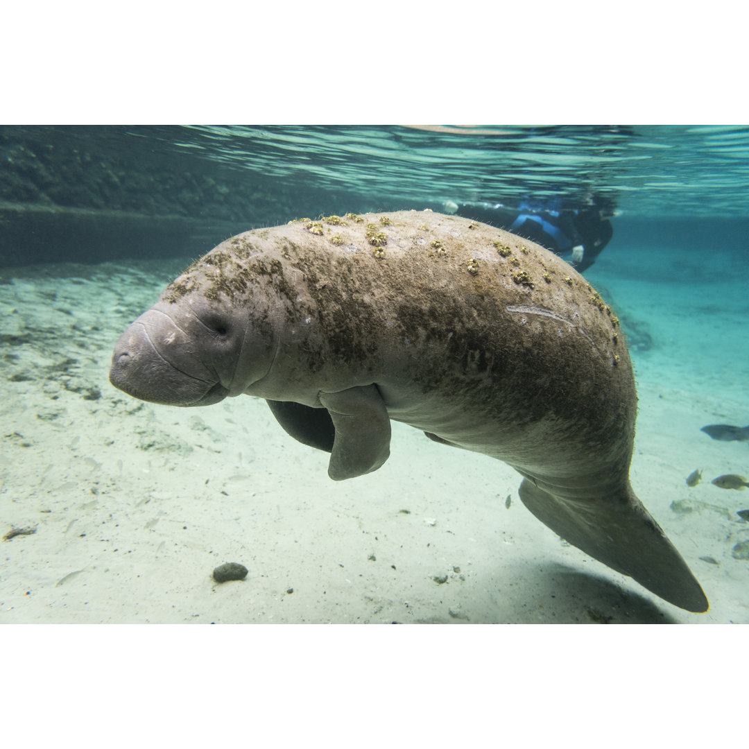 Leinwandbild West Indian Manatee Floating In The Hunter Springs