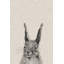 Colgan Rabbit, reproduction sur toile tendue-767333787