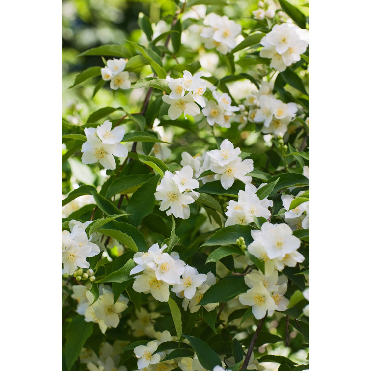 White Jasmine Flowers by Firina - Wrapped Canvas Photograph Ebern Designs Size: 48 H x 32 W x 1.25 D