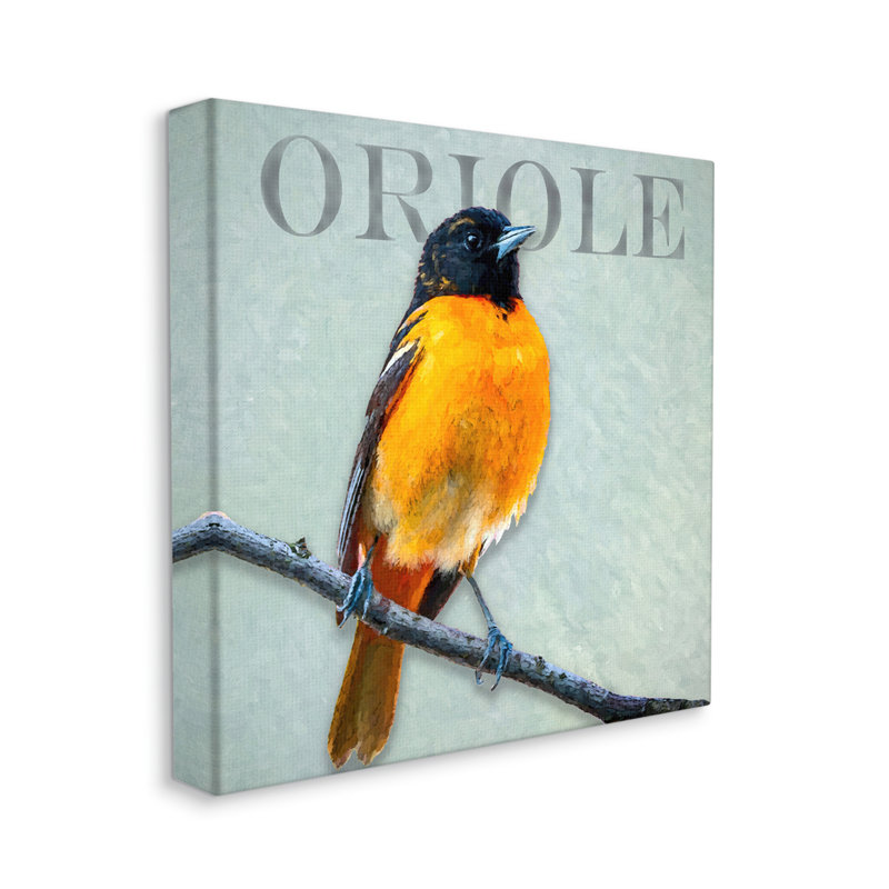 Portrait détaillé d'un oiseau Oriole perché par Alpenglow, impression sur toile tendue, H 17 po x l 17 po x P 1,5 po