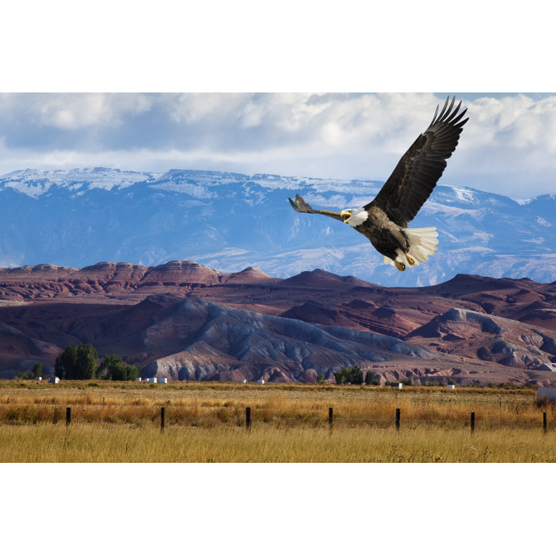 Bald Eagle - Wrapped Canvas Print, 30cm H x 46cm W x 3.8cm D