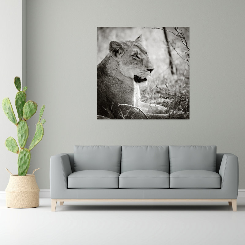 Lionne Square Bw Contemporary Lion, art animalier, H 48 po x l 48 po