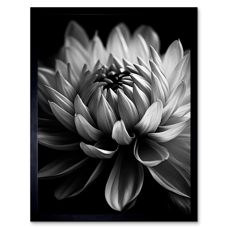 Acrion Macro Close Up Dahlia Flower Black And White Photo - Single Picture Frame Print