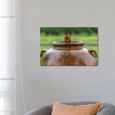 Robin On A Pot by David Gardiner - Print on Canvas