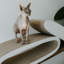 District70 2-in-1 Cat Scratcher Oval Office