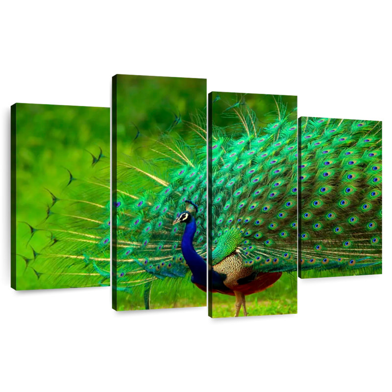 Blue Peacock Brilliant Plumage, 48" H x 75" W