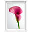 Pink Luminescence II Shadowbox Floral & Botanical Print by Oliver Gal, Black Frame, 10 x 15-1707851722-1707851734