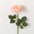 Rose est en rupture de stock