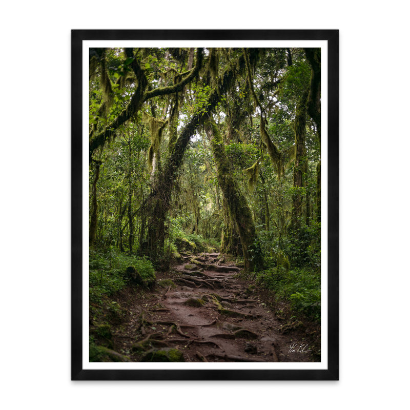 Rainforrest par Tim Klein - Photographie avec cadre