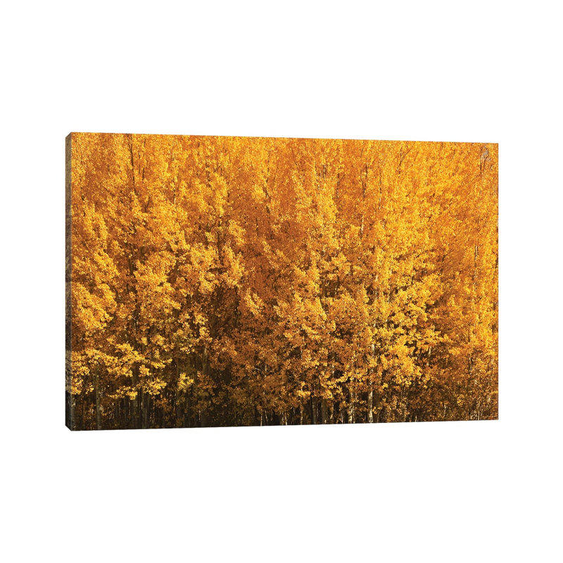 Aspen Gold 1 Piece Wall Art on Canvas, 30.48 cm H x 45.72 cm W, Wrapped Canvas