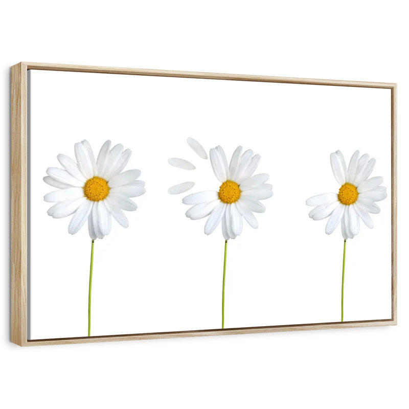 Marguerites plumées, Cadre flottant en bois naturel, 43 po x 29 po