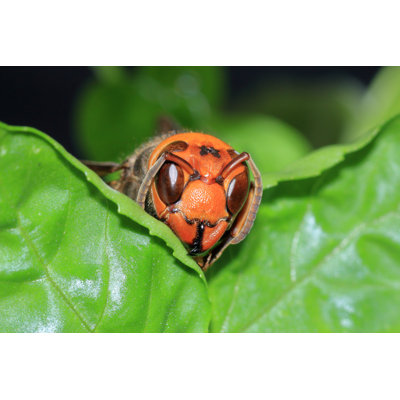 Deroy " Japanese Giant Hornet "