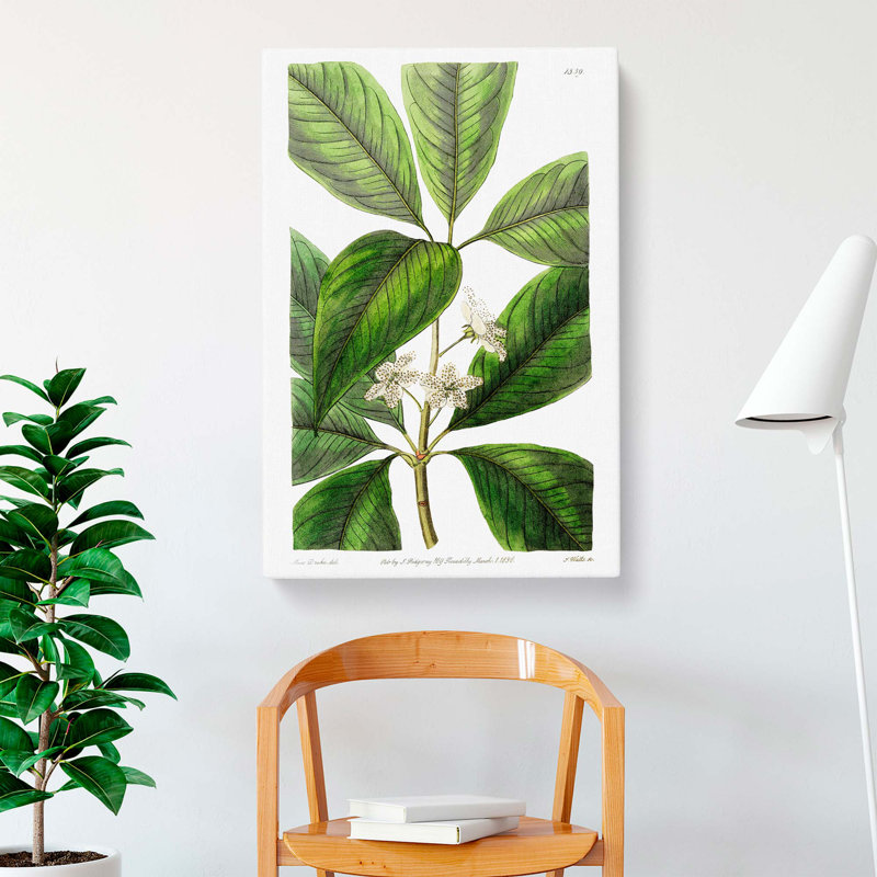 Flowering Tristania Plant - Wrapped Canvas, 60cm H x 40cm W x 3cm D
