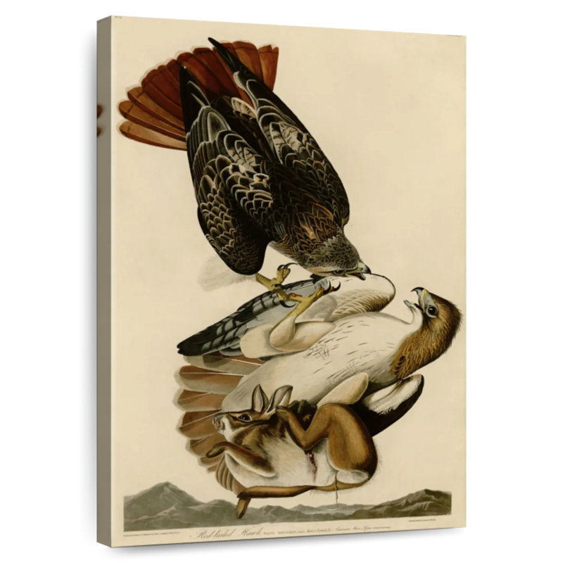 Buse à queue rousse des oiseaux d'Amérique, H 12 po x l 8 po