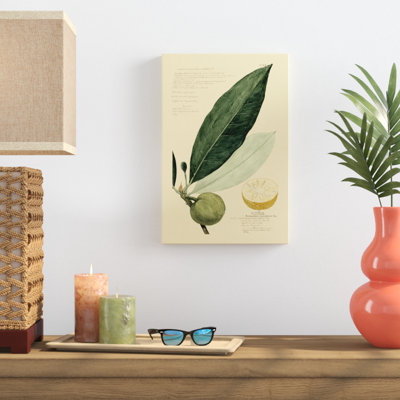 Descubes Tropical Fruits III by A. Descubes - Painting on Canvas