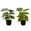 Ensemble de 2 plantes artificielles Epipremnum, 33 cm de hauteur, fausse verdure en pot, décoration de table intérieure avec pots noirs