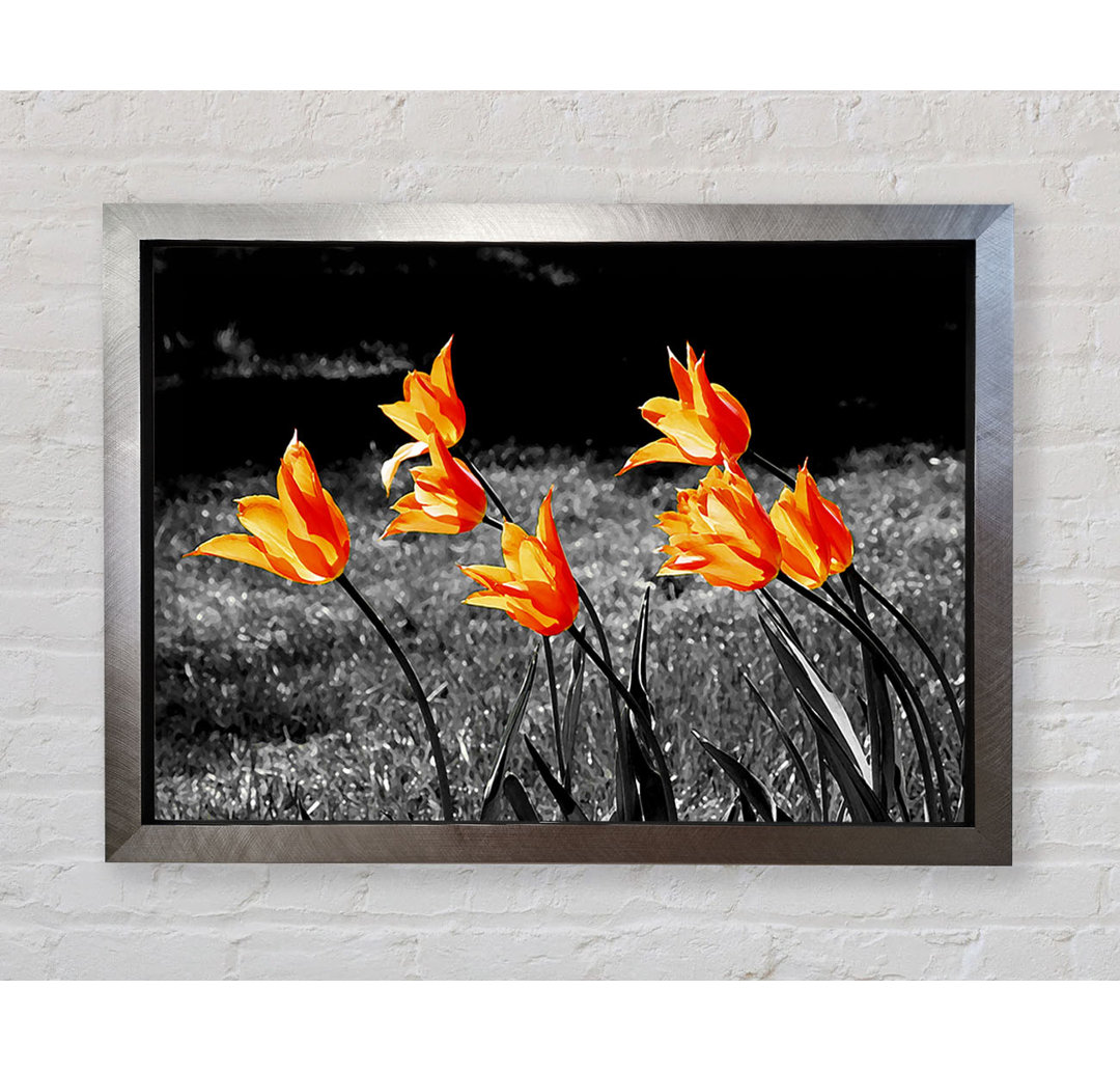 Orangefarbene Tulpen auf B N W - Druck