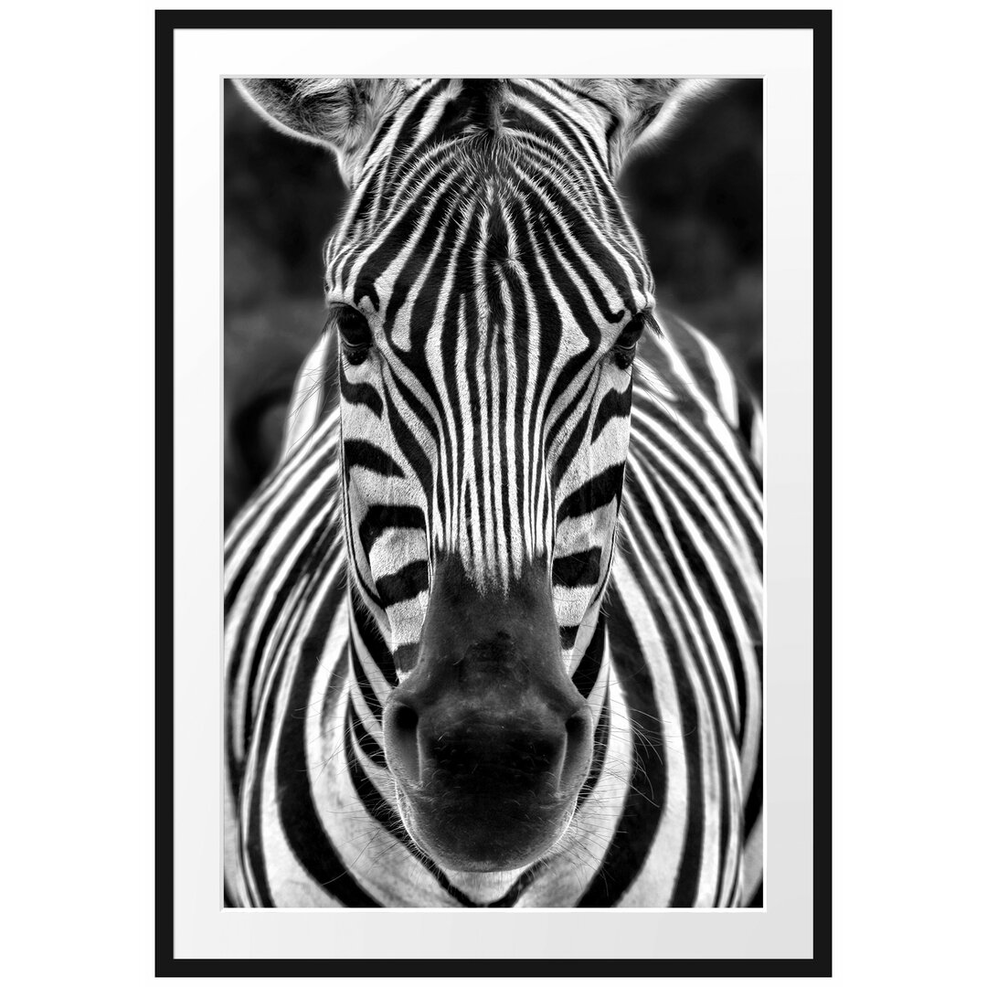 Gerahmtes Poster Zebra Porträt