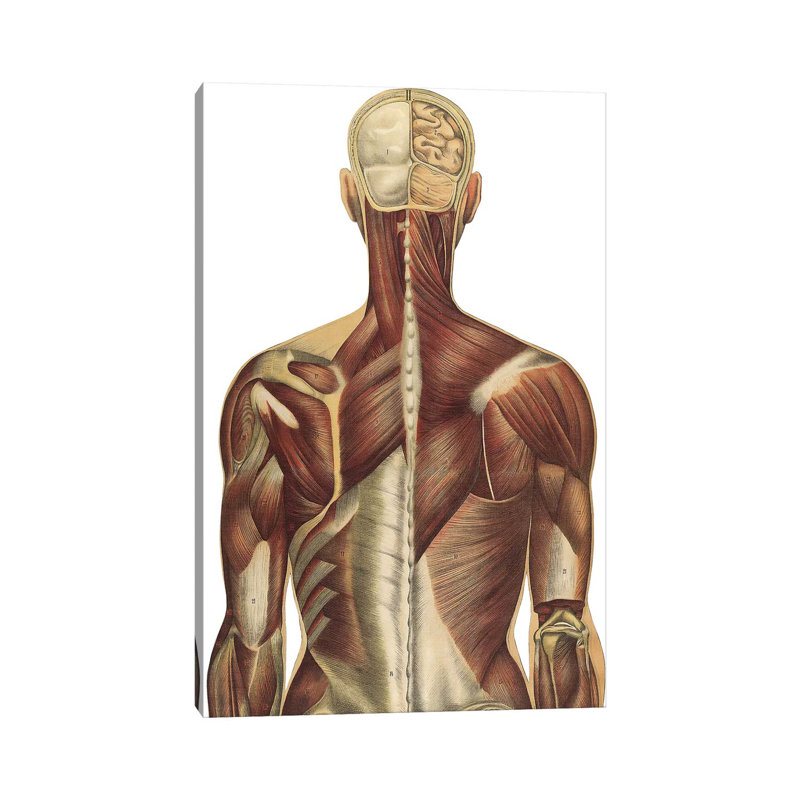 Le corps humain avec des plaques de couleur superposées IV par National Library of Medecine, impression sur toile tendue
