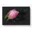 Pale Pink Tulip - Wrapped Canvas-56642018