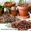 Orchidée biologique 9 pte