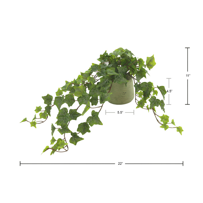 Ivy Plant