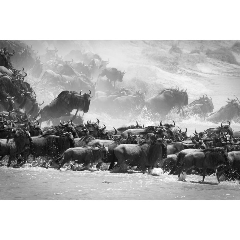 Wildebeest River Crossing by WLDavies - Print, 30cm H x 46cm W x 3.8cm D