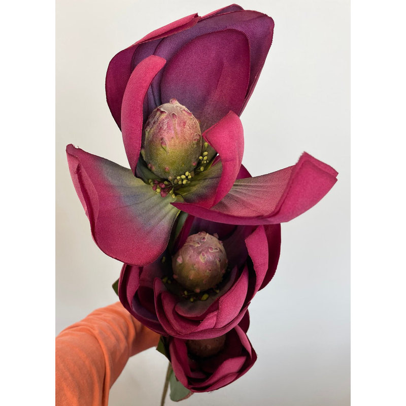 Tige de magnolia géant