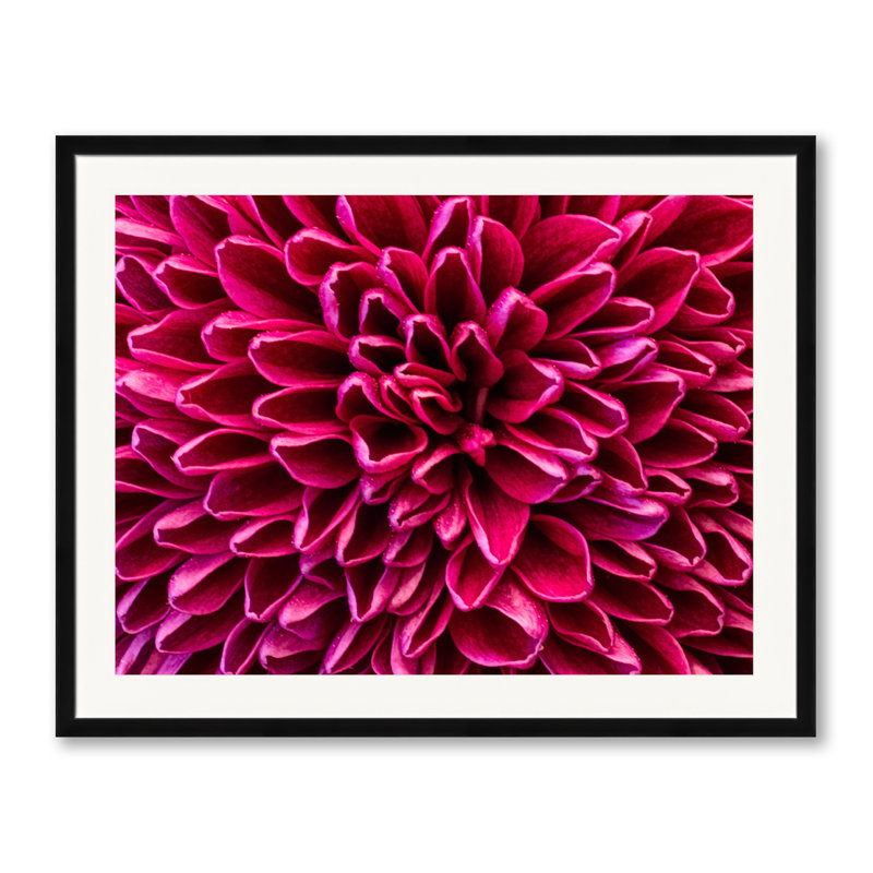 Pom Pom Chrysanthemum Purple Print by Harold Davis, 18" H x 22" W, White, Black Framed Paper